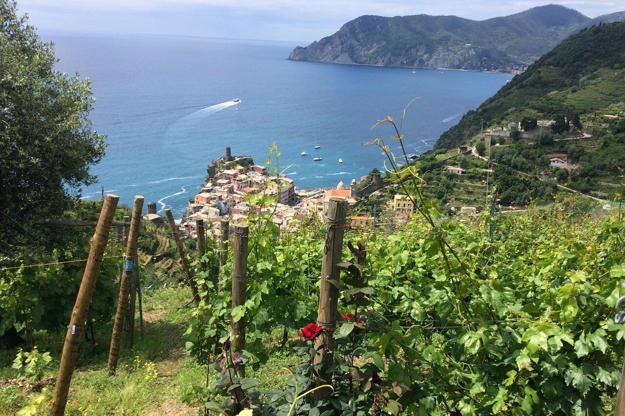 Vernazza in Vigna