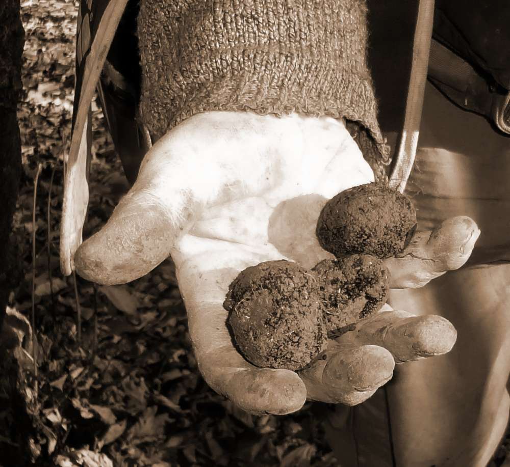 Sagra del Tartufo di Tignale - Sabato